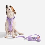 10 Best wild one dog harnesses of 2026